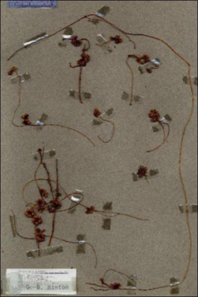 URN_catalog_HBHinton_herbarium_17631.jpg.jpg