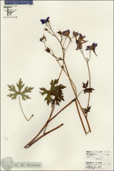 URN_catalog_HBHinton_herbarium_26291.jpg.jpg