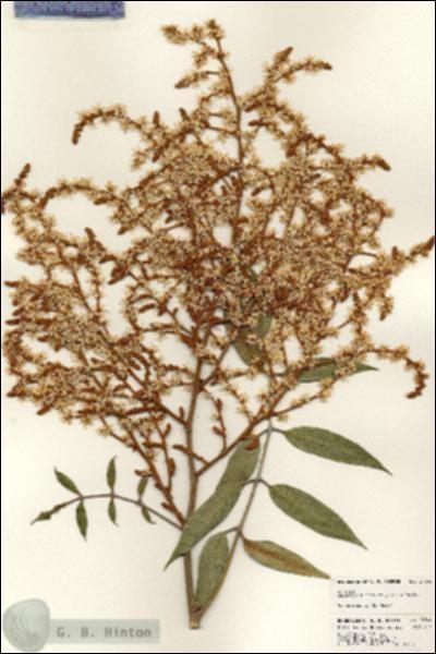 URN_catalog_HBHinton_herbarium_24346.jpg.jpg