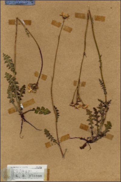 URN_catalog_HBHinton_herbarium_18866.jpg.jpg