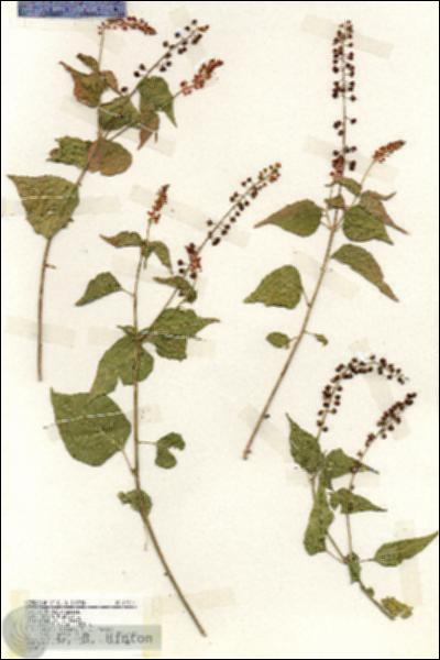URN_catalog_HBHinton_herbarium_19227.jpg.jpg