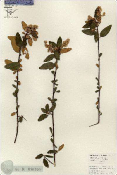 URN_catalog_HBHinton_herbarium_26525.jpg.jpg