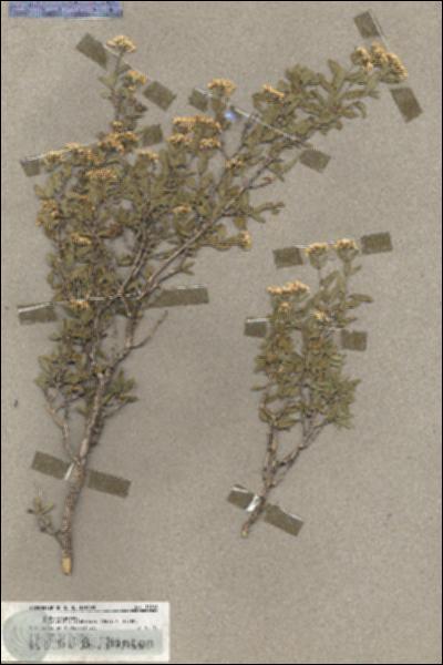 URN_catalog_HBHinton_herbarium_18216.jpg.jpg
