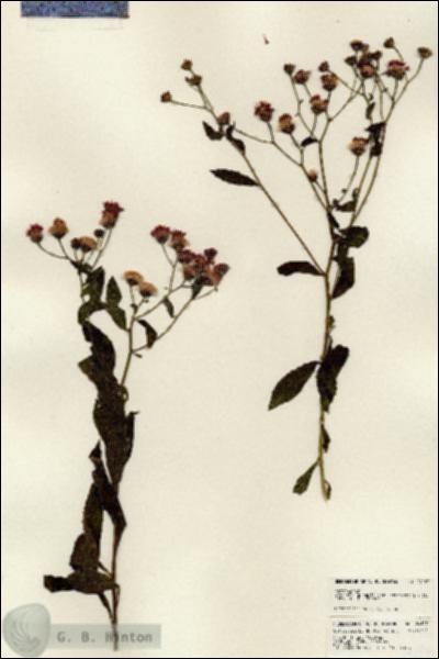 URN_catalog_HBHinton_herbarium_24187.jpg.jpg