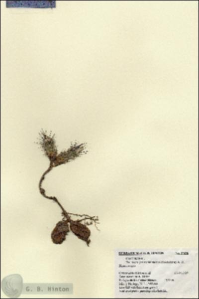 URN_catalog_HBHinton_herbarium_27328.jpg.jpg