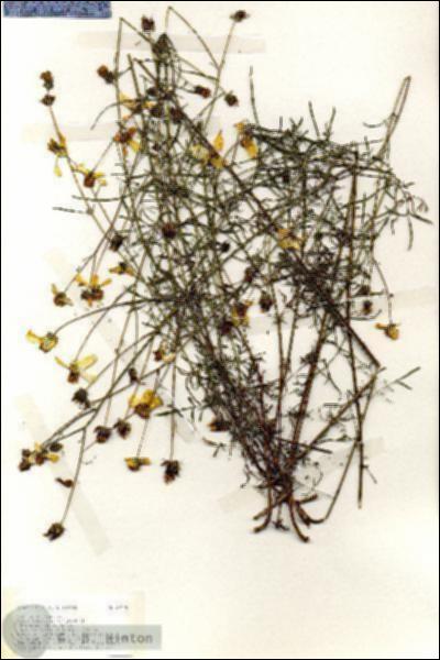 URN_catalog_HBHinton_herbarium_19179.jpg.jpg