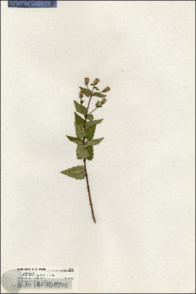 URN_catalog_HBHinton_herbarium_20367.jpg.jpg