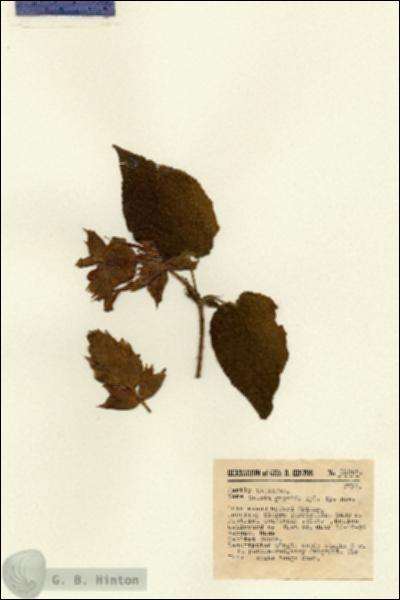 URN_catalog_HBHinton_herbarium_12355.jpg.jpg