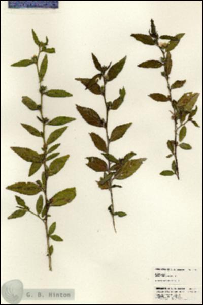 URN_catalog_HBHinton_herbarium_24626.jpg.jpg