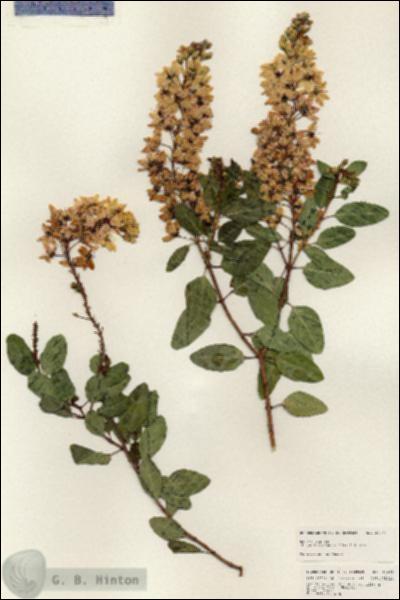 URN_catalog_HBHinton_herbarium_24875.jpg.jpg