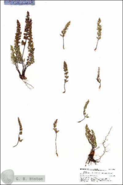 URN_catalog_HBHinton_herbarium_20965.jpg.jpg