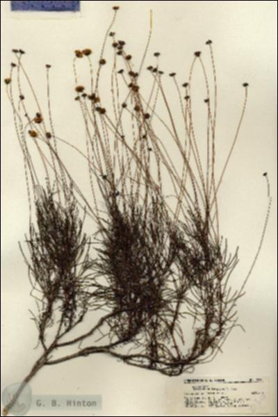 URN_catalog_HBHinton_herbarium_22315.jpg.jpg
