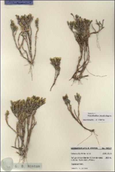URN_catalog_HBHinton_herbarium_28317.jpg.jpg