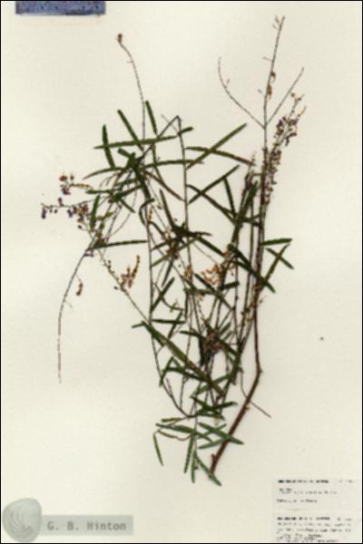 URN_catalog_HBHinton_herbarium_24907.jpg.jpg