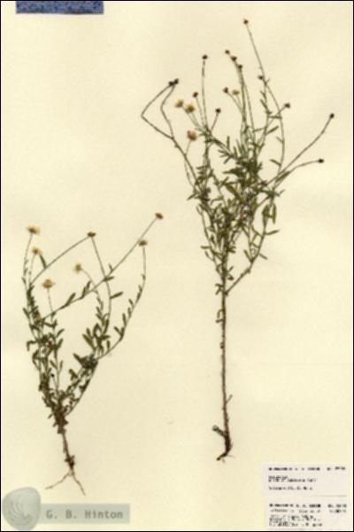 URN_catalog_HBHinton_herbarium_23288.jpg.jpg