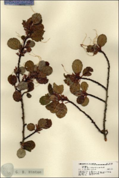 URN_catalog_HBHinton_herbarium_22032.jpg.jpg