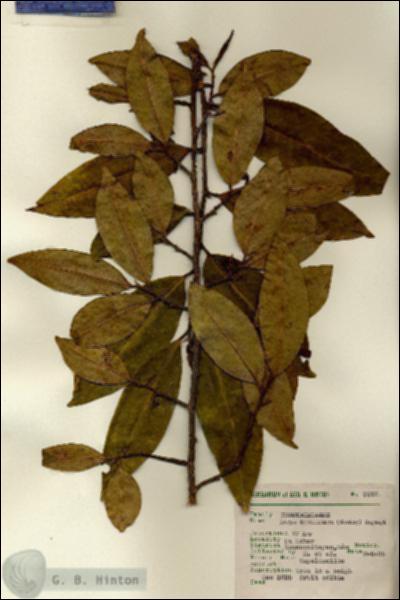 URN_catalog_HBHinton_herbarium_7227.jpg.jpg