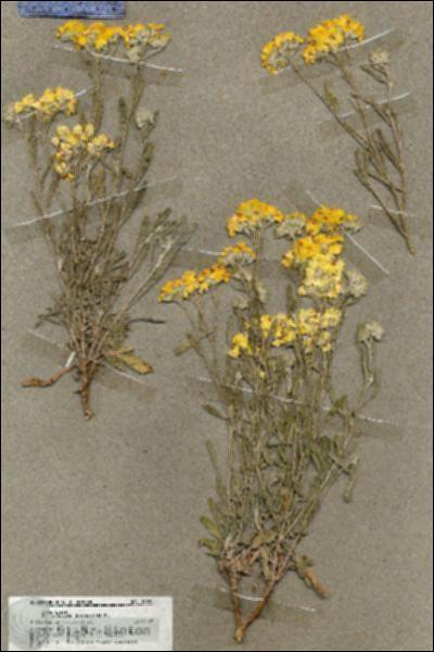 URN_catalog_HBHinton_herbarium_19631.jpg.jpg