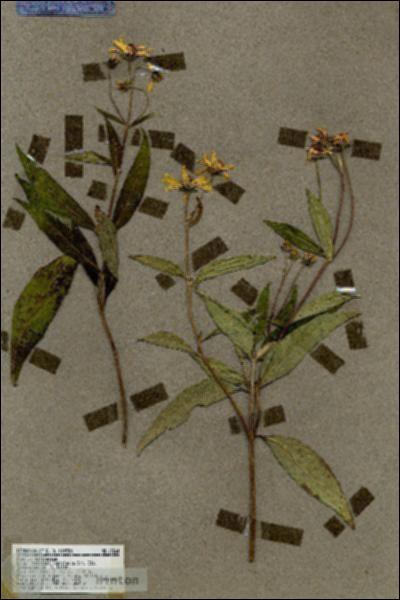 URN_catalog_HBHinton_herbarium_19264.jpg.jpg