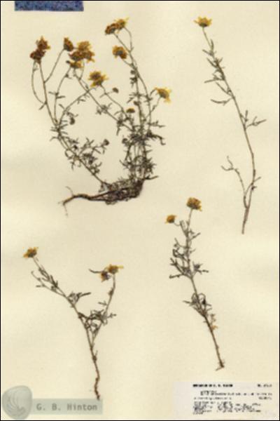 URN_catalog_HBHinton_herbarium_21506.jpg.jpg
