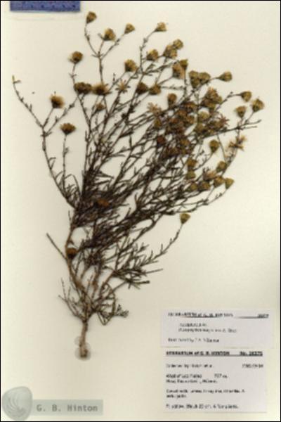 URN_catalog_HBHinton_herbarium_28375.jpg.jpg