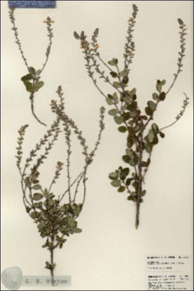 URN_catalog_HBHinton_herbarium_23852.jpg.jpg