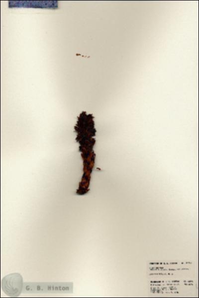 URN_catalog_HBHinton_herbarium_22918.jpg.jpg