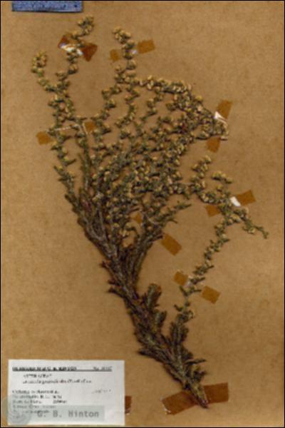 URN_catalog_HBHinton_herbarium_18337.jpg.jpg