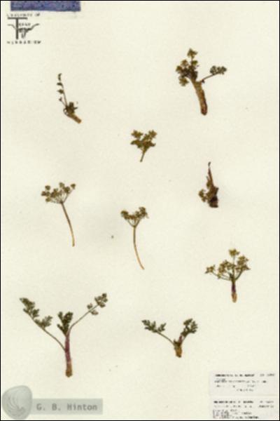 URN_catalog_HBHinton_herbarium_26542.jpg.jpg