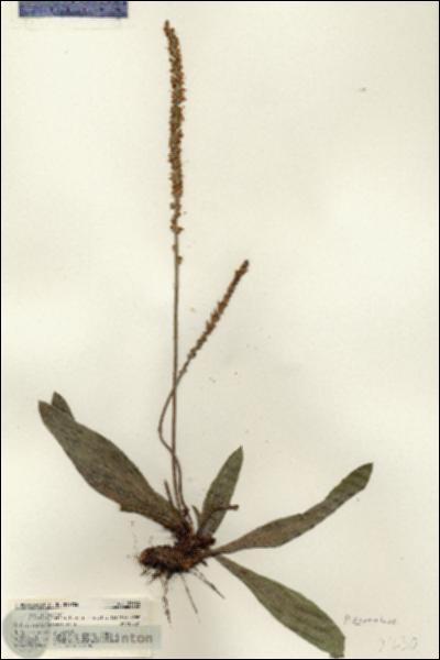 URN_catalog_HBHinton_herbarium_21630.jpg.jpg