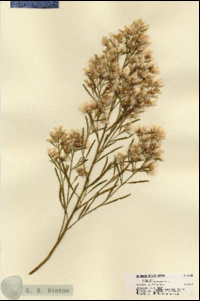 URN_catalog_HBHinton_herbarium_21538.jpg.jpg