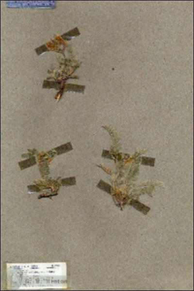 URN_catalog_HBHinton_herbarium_19593.jpg.jpg