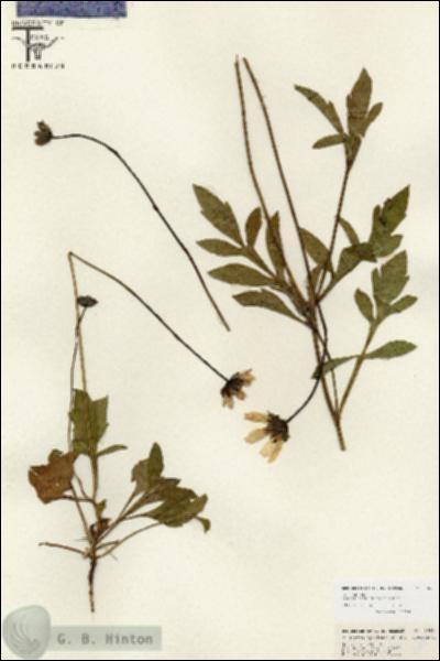 URN_catalog_HBHinton_herbarium_26654.jpg.jpg
