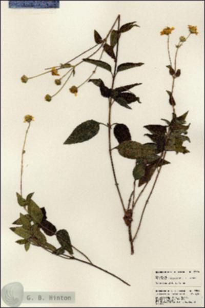 URN_catalog_HBHinton_herbarium_23596.jpg.jpg
