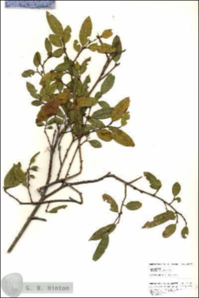 URN_catalog_HBHinton_herbarium_25285.jpg.jpg
