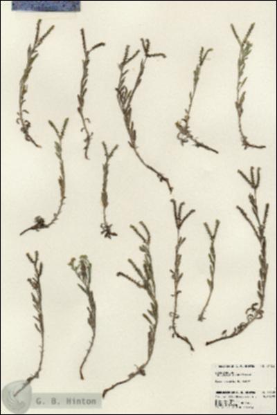 URN_catalog_HBHinton_herbarium_24452.jpg.jpg