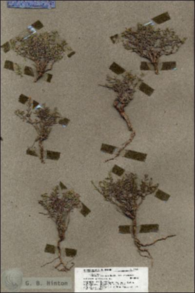 URN_catalog_HBHinton_herbarium_19534.jpg.jpg