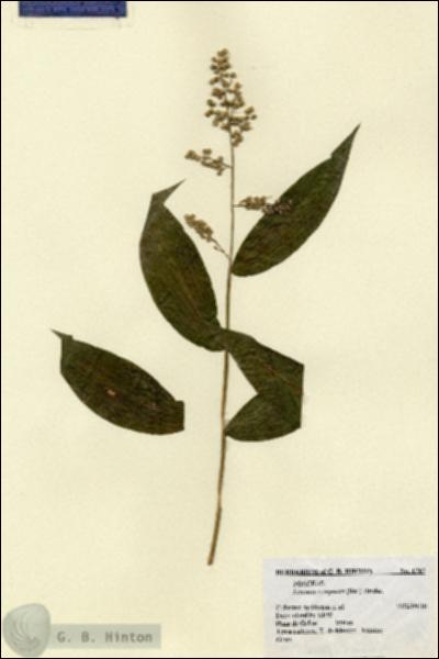 URN_catalog_HBHinton_herbarium_1767.jpg.jpg