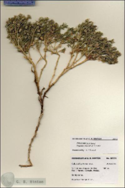 URN_catalog_HBHinton_herbarium_28371.jpg.jpg