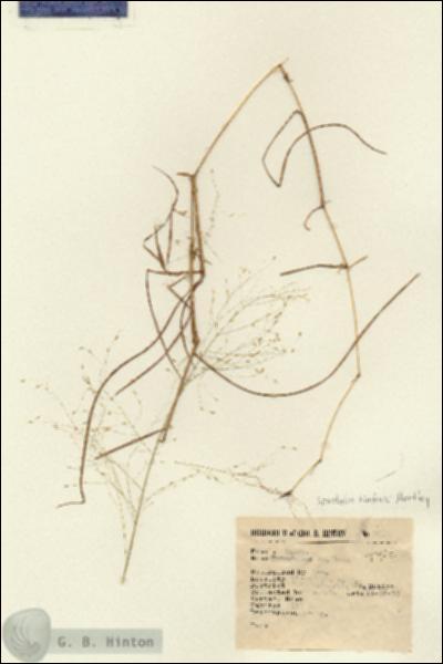 URN_catalog_HBHinton_herbarium_2610-1.jpg.jpg