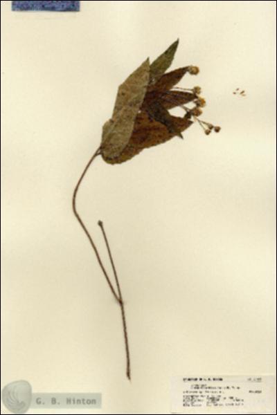 URN_catalog_HBHinton_herbarium_21499.jpg.jpg