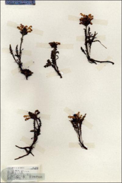 URN_catalog_HBHinton_herbarium_19462.jpg.jpg