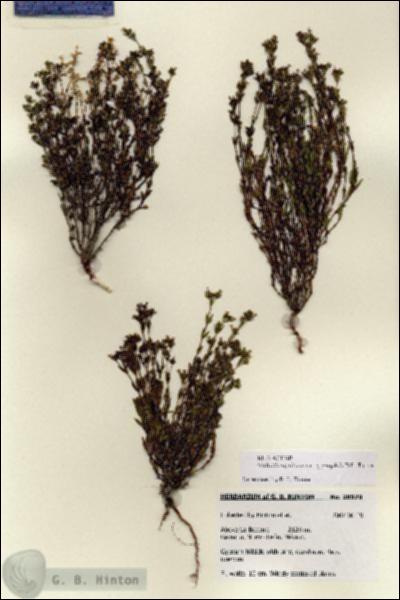 URN_catalog_HBHinton_herbarium_28579.jpg.jpg