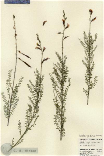 URN_catalog_HBHinton_herbarium_23109.jpg.jpg