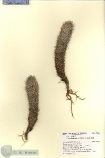 URN_catalog_HBHinton_herbarium_27833.jpg.jpg