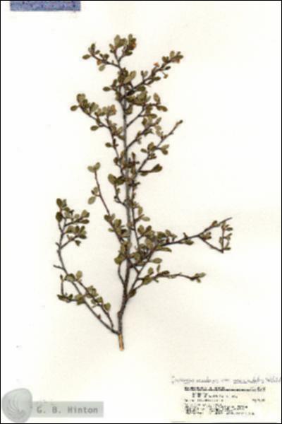 URN_catalog_HBHinton_herbarium_20272.jpg.jpg