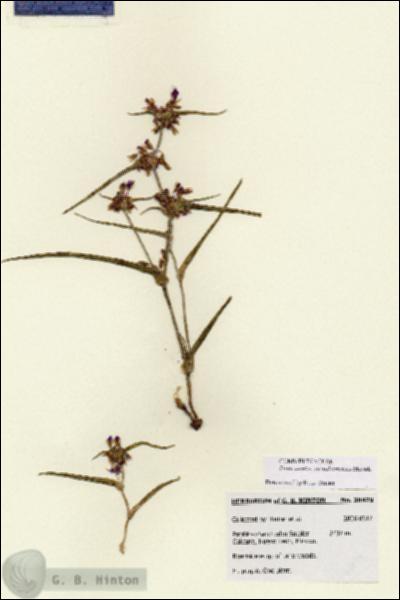URN_catalog_HBHinton_herbarium_28497.jpg.jpg