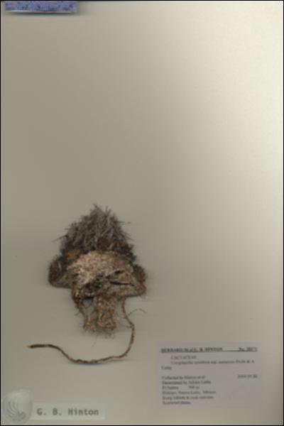 URN_catalog_HBHinton_herbarium_28271.jpg.jpg