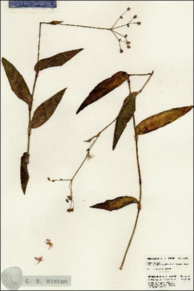 URN_catalog_HBHinton_herbarium_22886.jpg.jpg