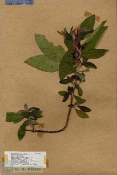 URN_catalog_HBHinton_herbarium_17746.jpg.jpg